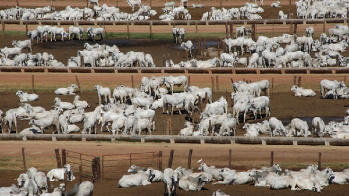 Agropecuária é tema de seminário técnico na ExpoZebu