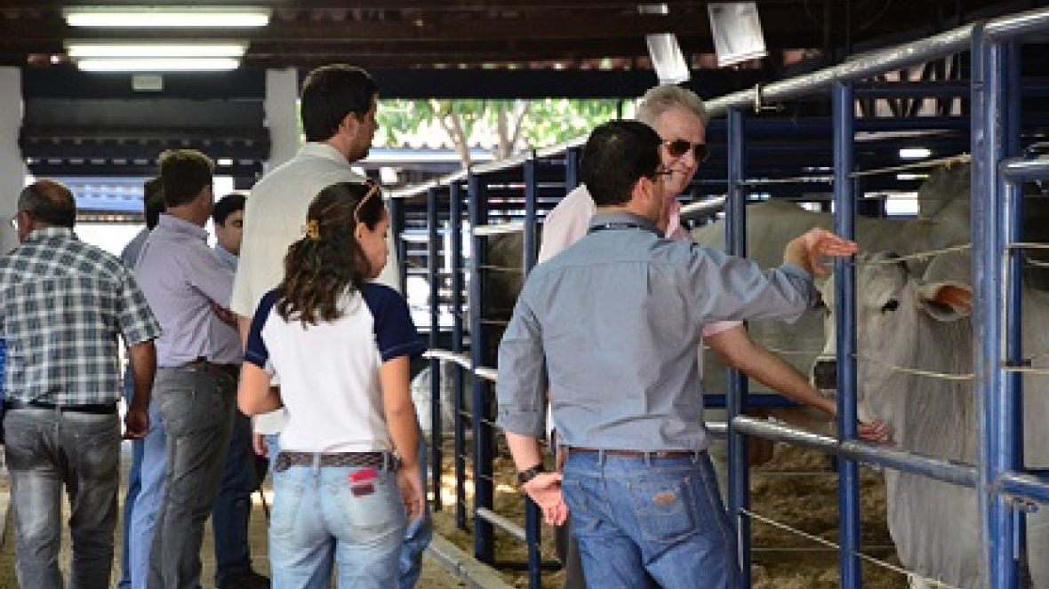Criadores comentam o porquê de participar da ExpoGenética