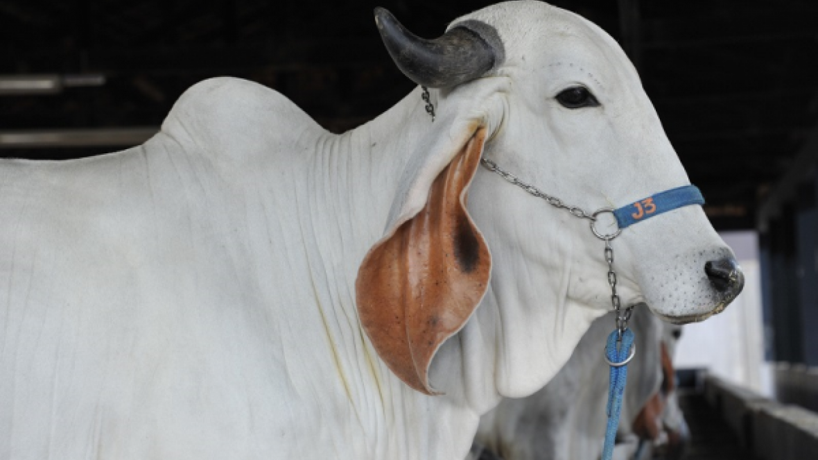 ExpoZebu 2016 terá Seminário Internacional da Raça Indubrasil
