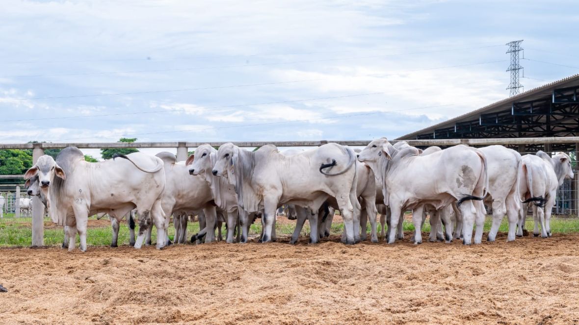 PGP da raça Tabapuã: animais passam por pesagem inicial