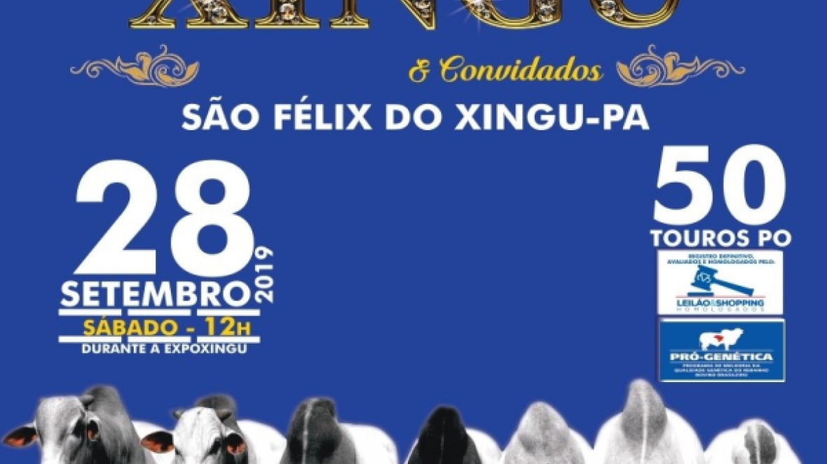?13º Leilão Joias do Xingu e convidados? vai ofertar mais de 50 touros PO