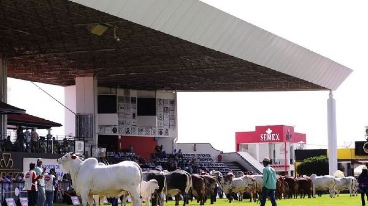 Termina hoje (22) prazo de inscrições para animais na ExpoZebu 2022