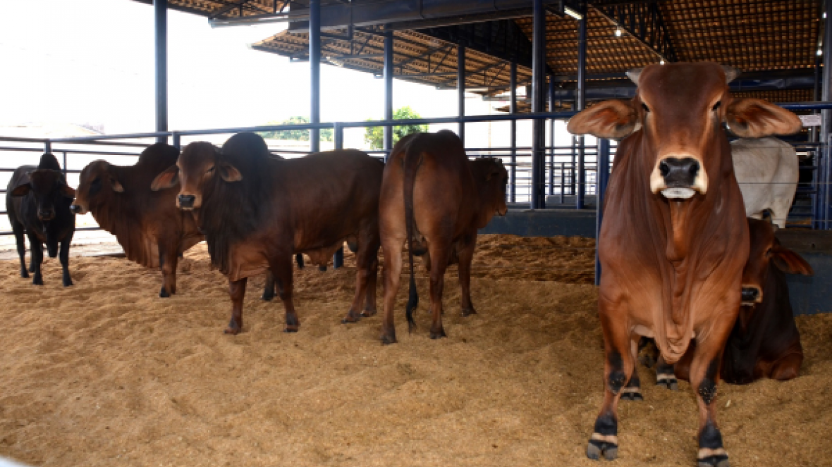 ExpoGenética promove debate sobre seleção de zebuínos