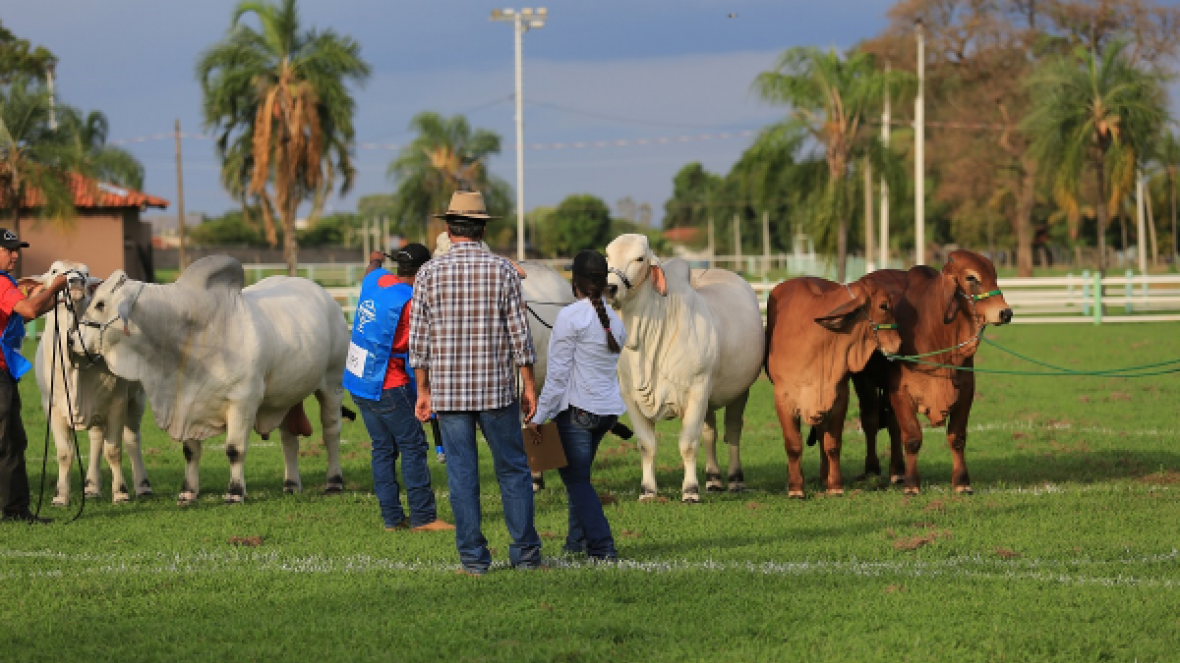 ExpoBrahman anuncia os Grandes Campeões de 2020