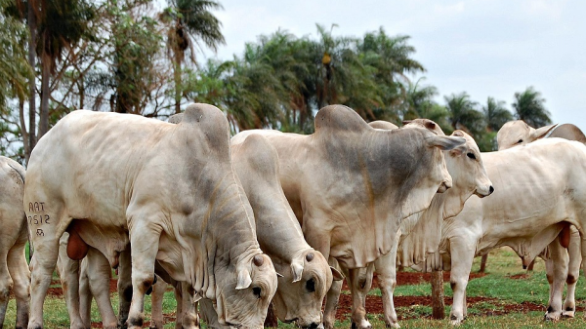 Estudo comprova que touros PO são melhoradores