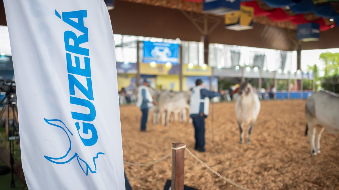 Conheça os campeões do Guzerá Leiteiro na pista da ExpoLeite e 17ª Exposição Nacional da Raça Guzerá