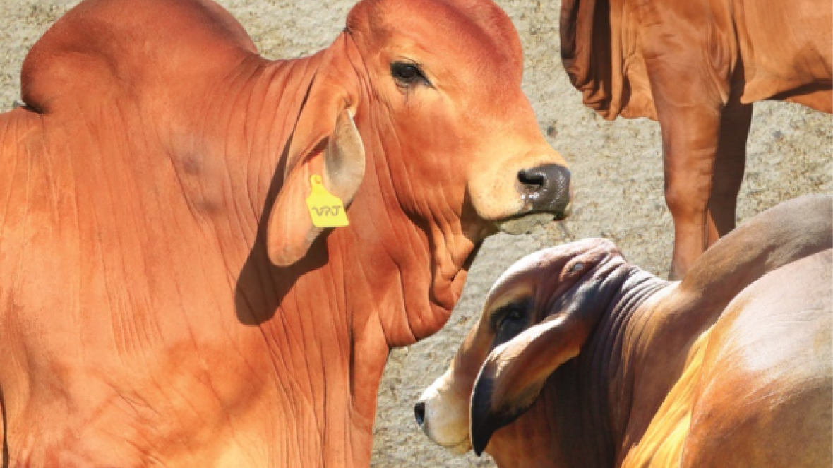 Leilão homologado pelo PMGZ oferta Red Brahman