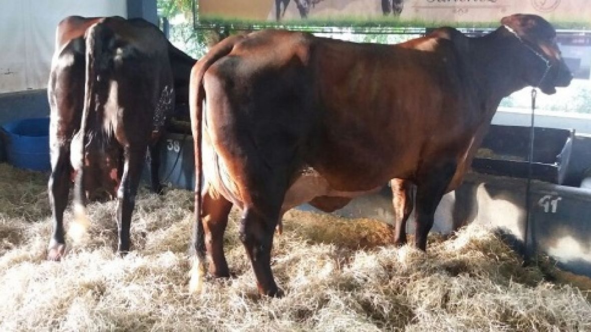 Começam a chegar os animais da 1° Exposição Interestadual de Girolando