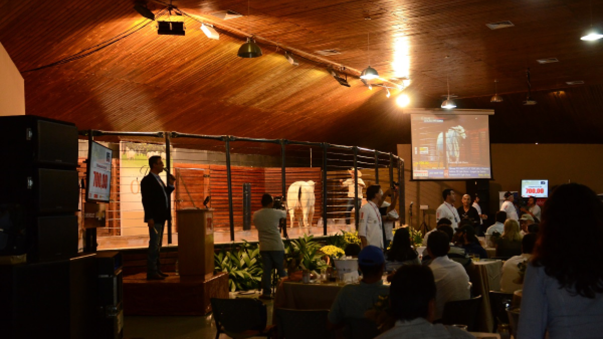 Leilões na ExpoZebu já movimentaram R$28 milhões