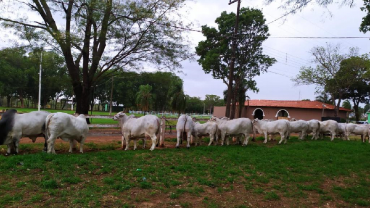ExpoBrahman 2020 supera expectativa de animais inscritos