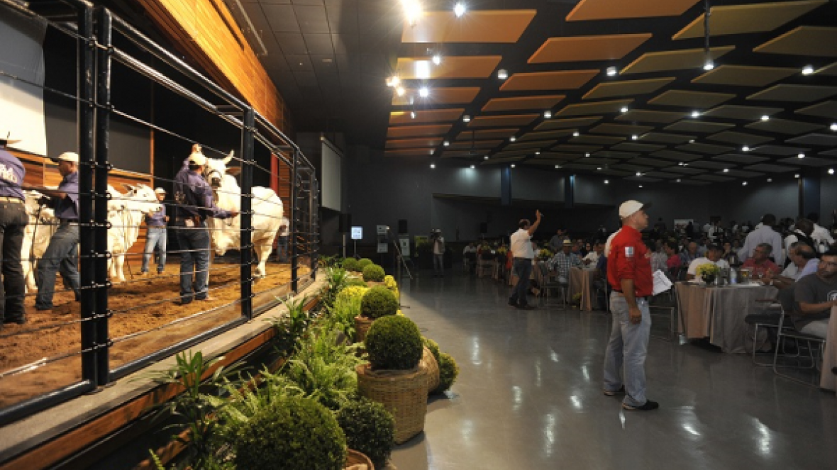 Leilões da ExpoZebu 2015 atingem quase R$17 milhões