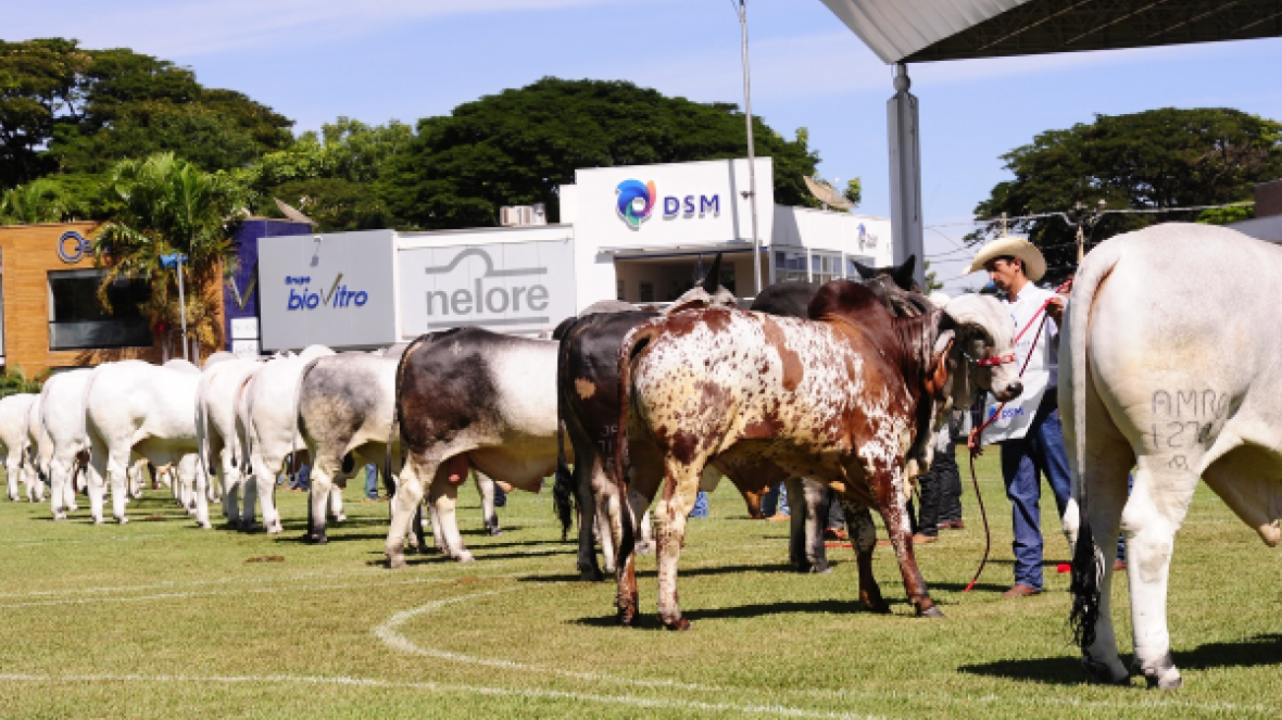 Criadores já podem inscrever animais para ExpoZebu 2018 
