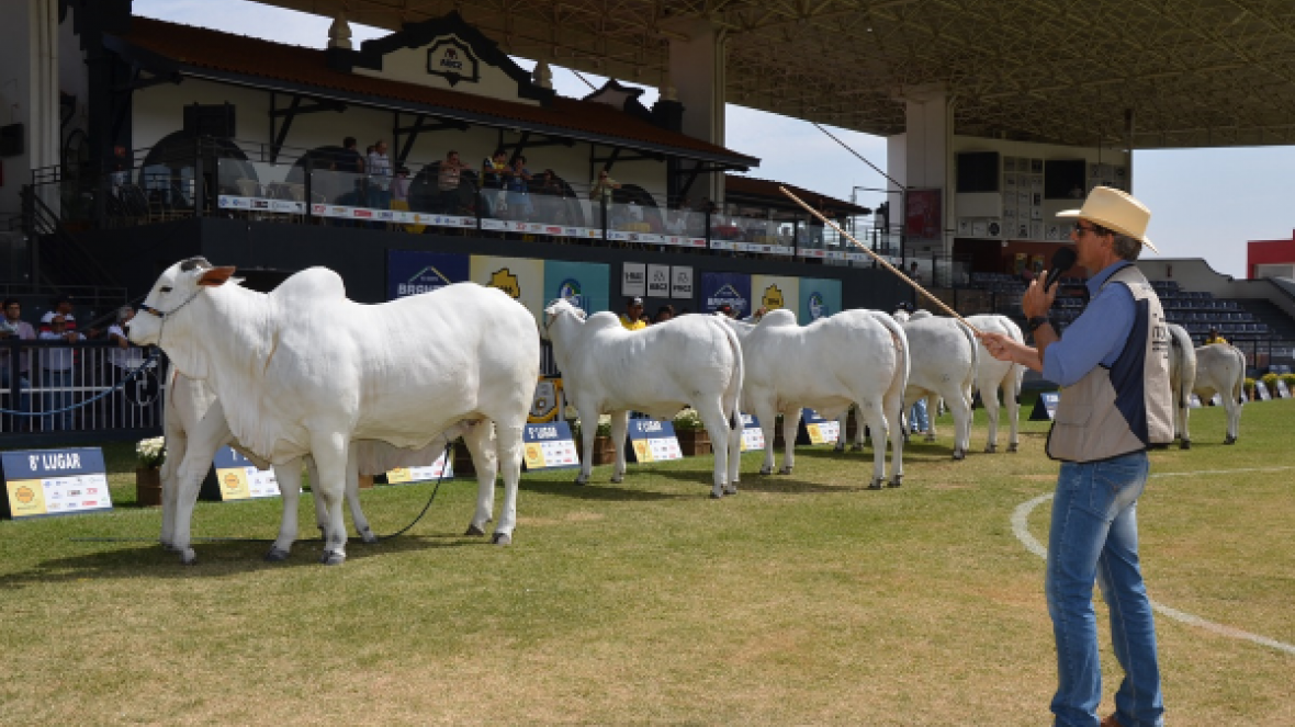 Julgamentos da Raça Nelore na Expoinel 2017 começam na próxima semana