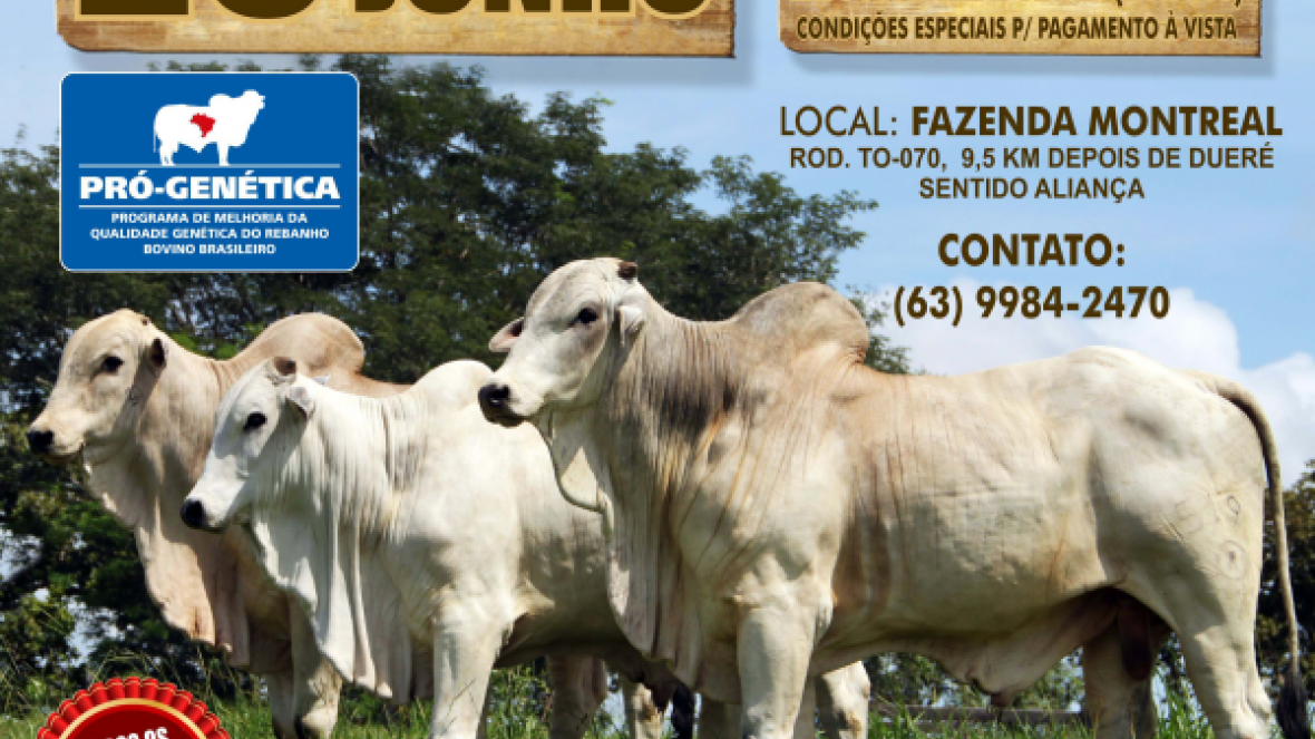 Feira em Tocantins oferta touros do PMGZ com chancela do Pró-Genética 