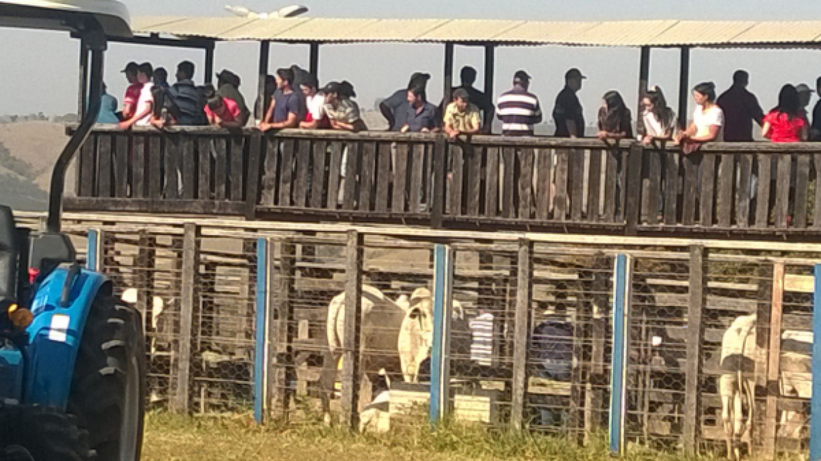 Sul de Minas apresenta forte demanda por touros do Pró-Genética