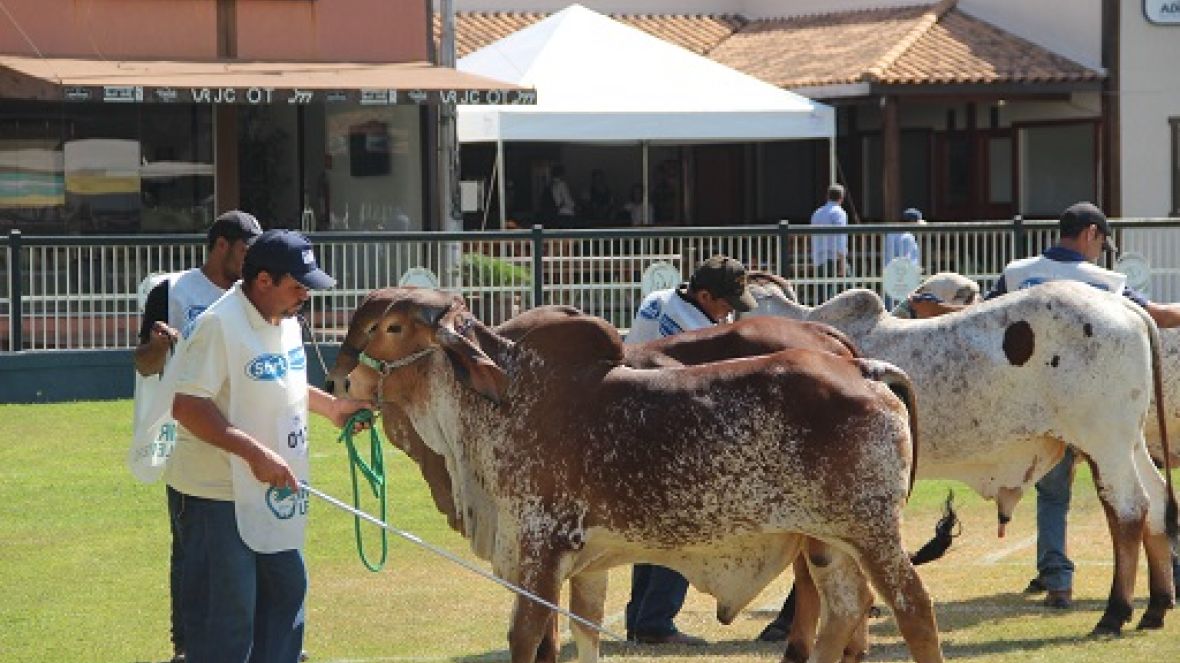 Campeões Gir Leiteiro são premiados na ExpoGil