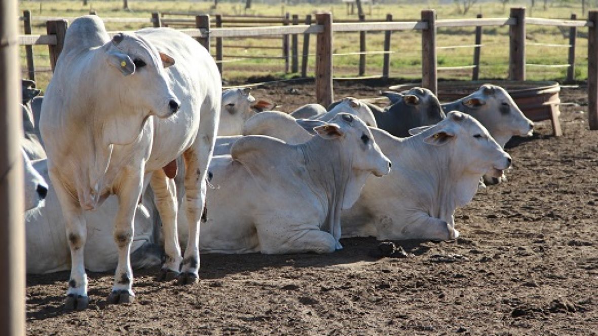 ABCZ divulga lista de touros candidatos ao PNAT 2021