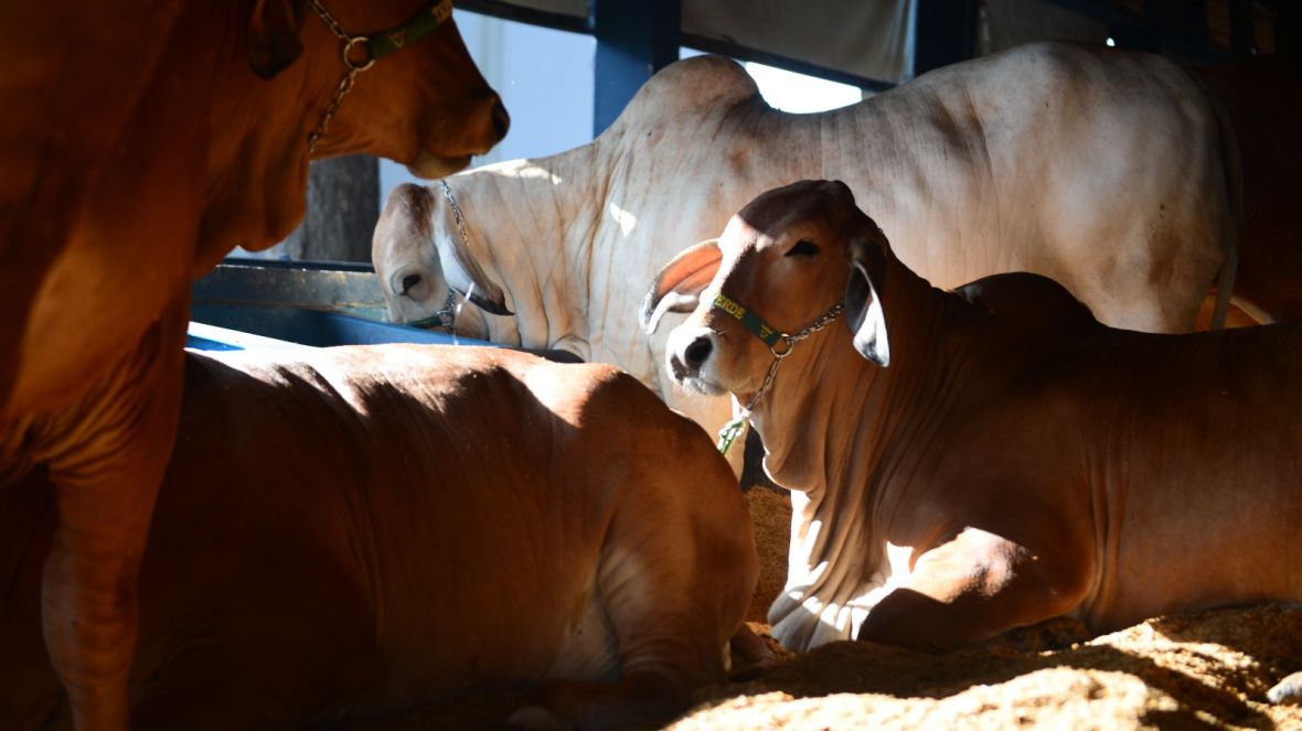 90ª ExpoZebu: primeiros animais já estão no Parque Fernando Costa