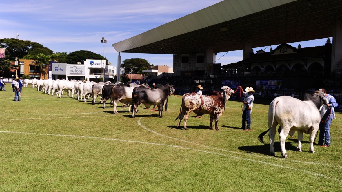 88ª ExpoZebu: Confira o calendário de julgamentos das raças zebuínas