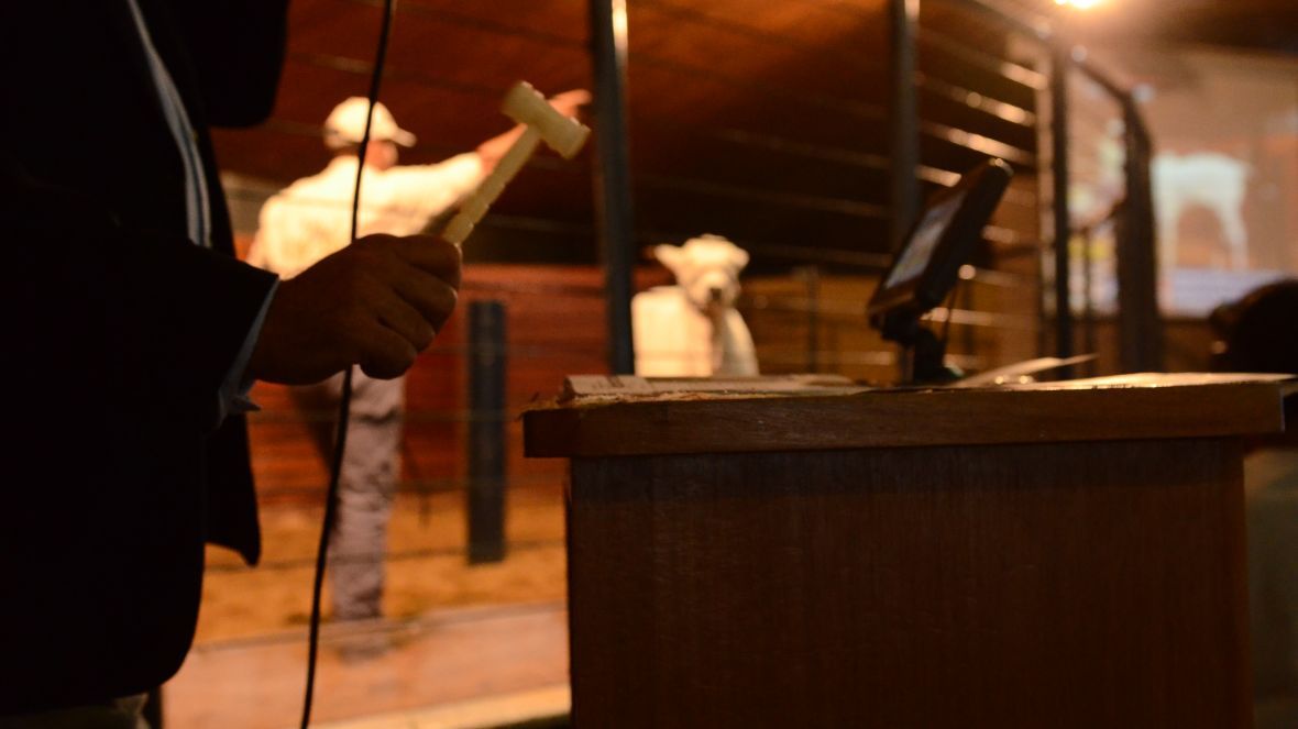 Mais de R$12 milhões já foram movimentados pelos Leilões da ExpoGenética 2022