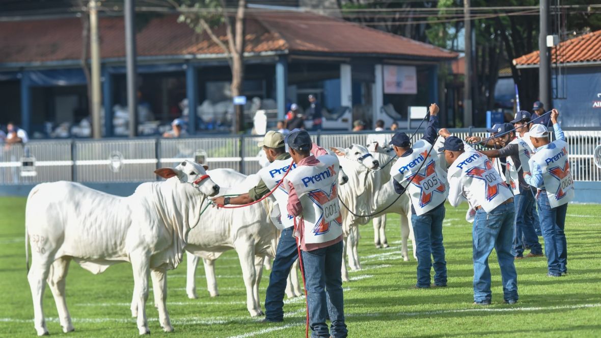 Expoinel Minas deverá ter número recorde de animais 
