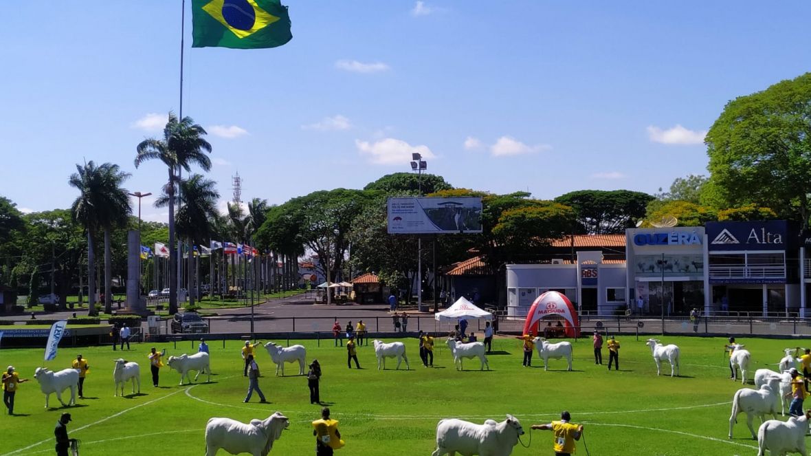 ABCZ TV retransmite, ao vivo, os julgamentos da Expoinel 2021 