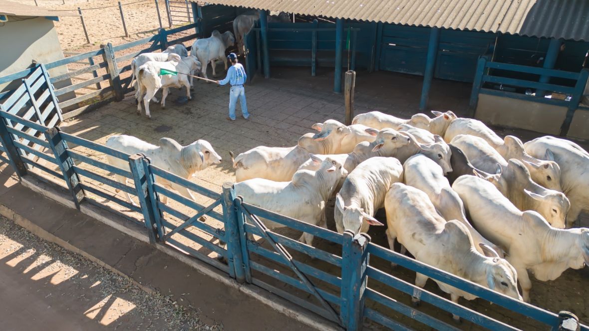 PNAT 2024: Touros participantes do TDEA já estão na Fazenda Escola da Fazu, em Uberaba (MG)