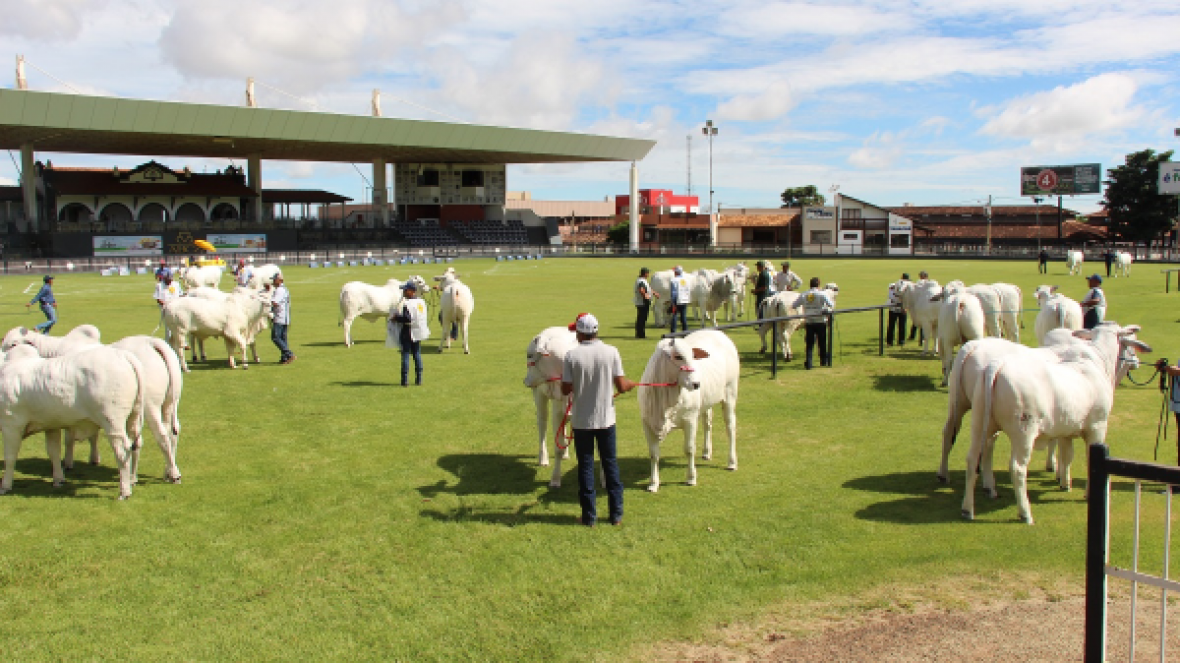 Expoinel Minas e mais quatro feiras movimentam PFC