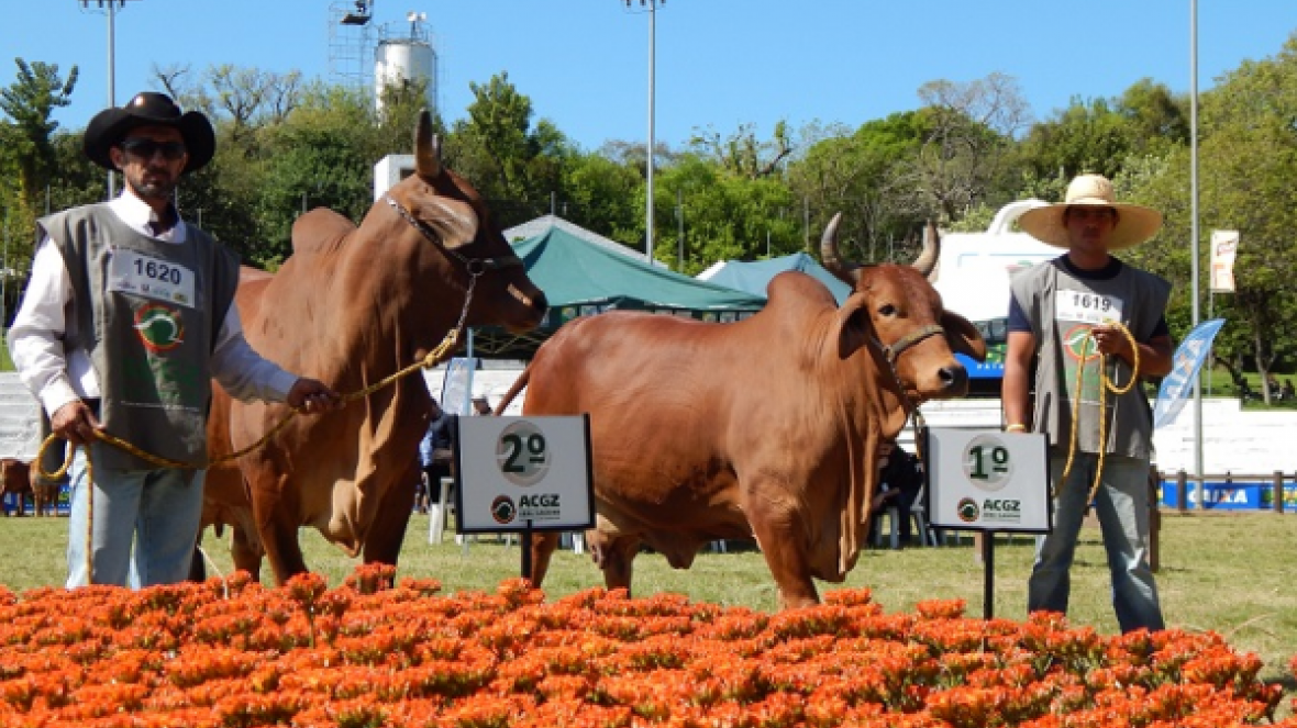 Zebu brilha e pinta de vermelho a maior pista gaúcha