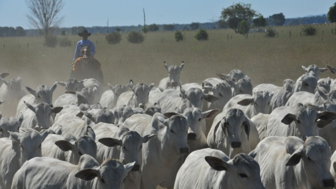 Rebanho bovino cresce 3% em Mato Grosso, mas abates reduzem 15%