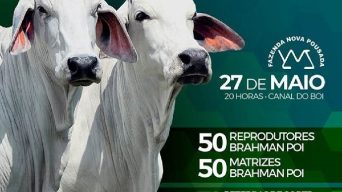 ?Leilão Virtual Brahman Nova Pousada? vai oferecer mais de 170 animais no próximo dia 27