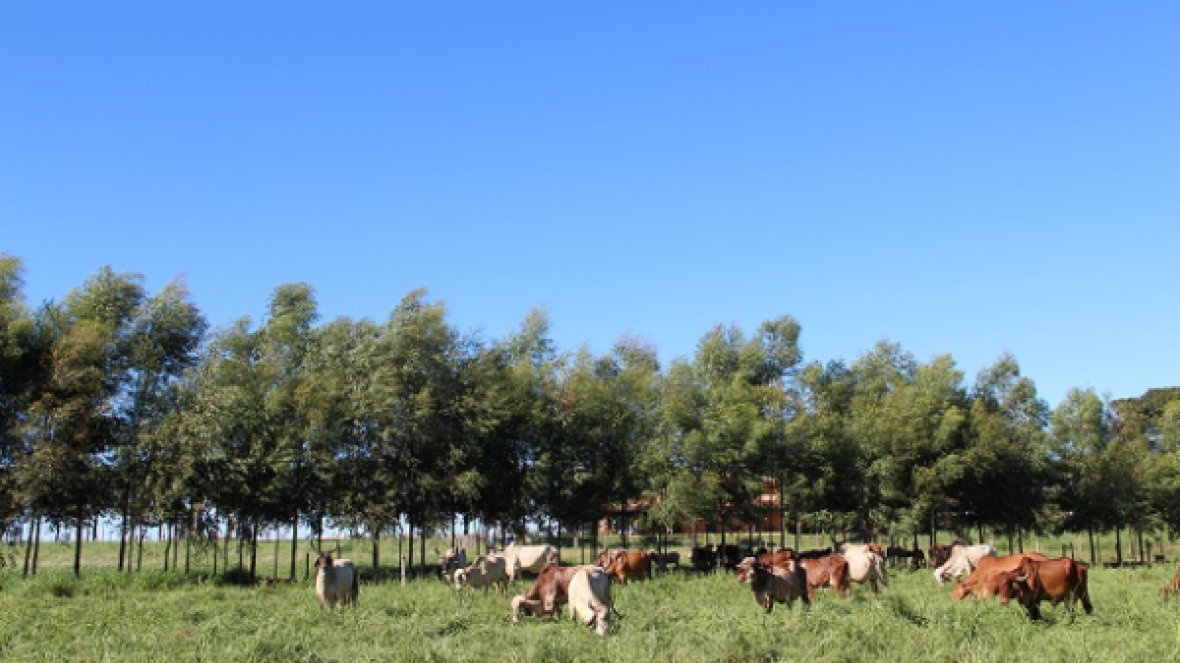 ExpoGenética: ABCZ prepara 5º Concurso Leiteiro Natural 