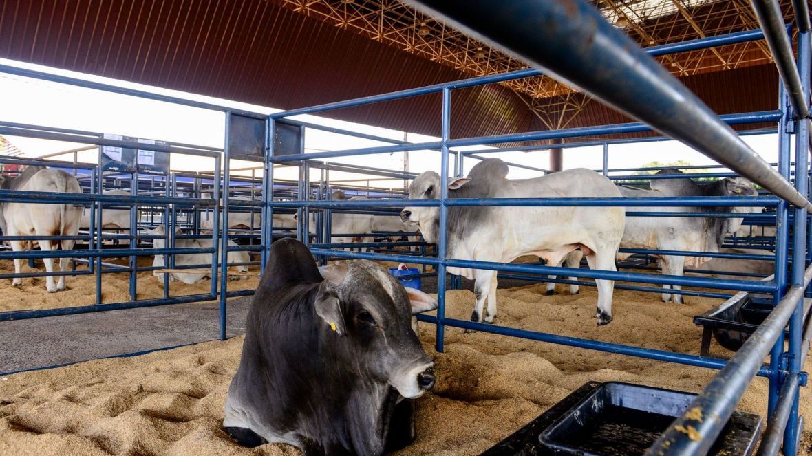 Inscrições abertas para rebanhos colaboradores do PNAT