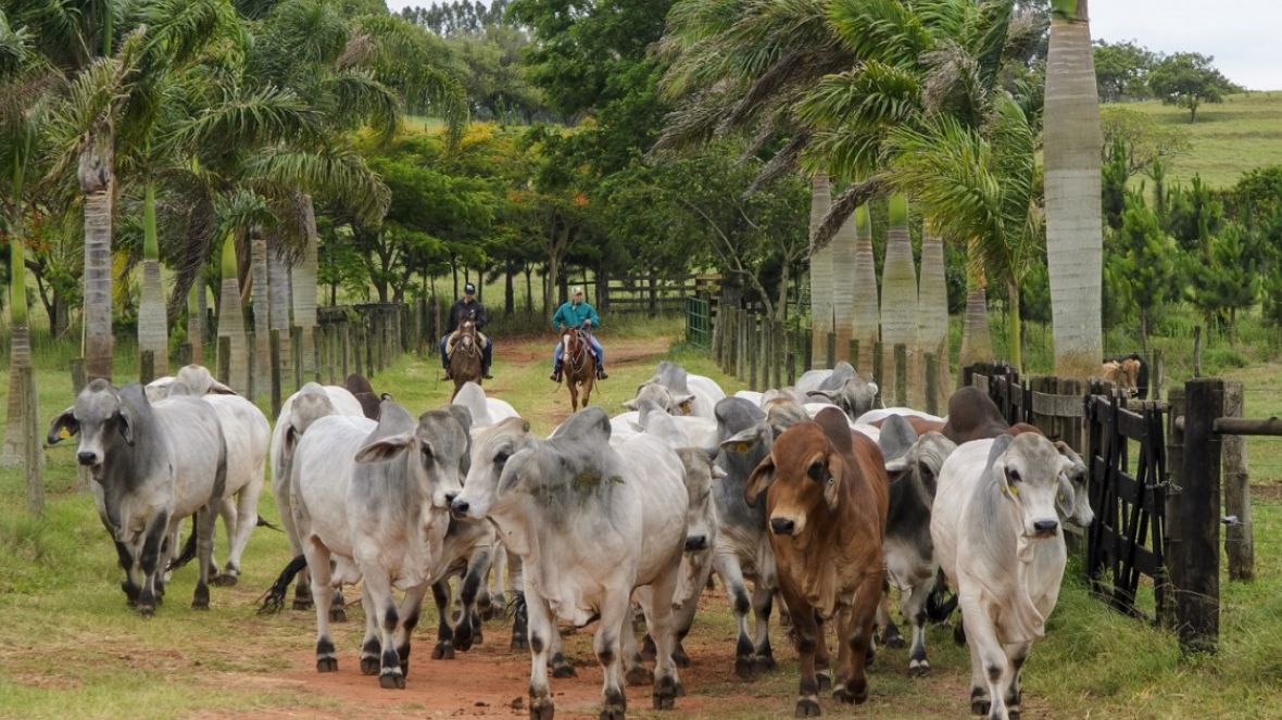 Associação de Brahman abre inscrições para 2ª Prova de Eficiência e Performance