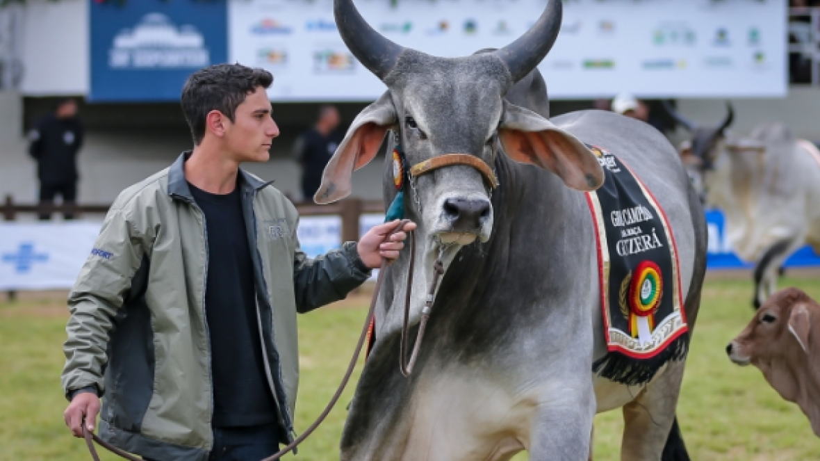 Inscrições de zebuínos para a Expointer 2016 encerram-se 20 de julho
