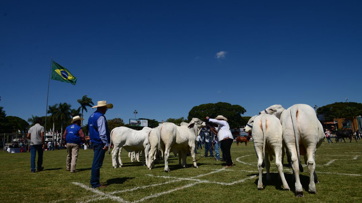 Grandes Campeões da 88ª ExpoZebu serão definidos neste sábado (6)