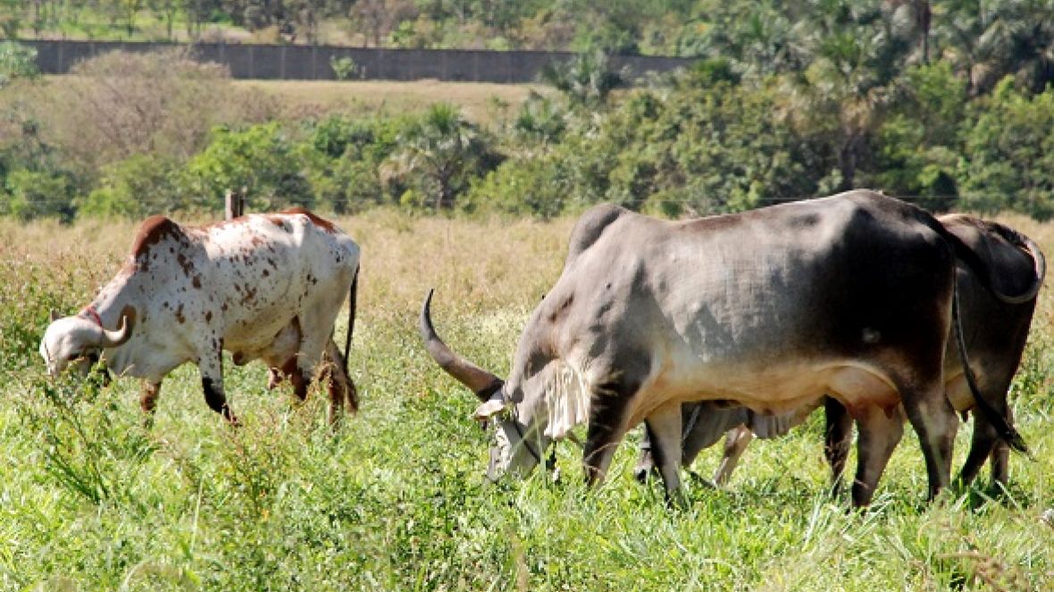 Concurso Leiteiro Natural será realizado em maio, durante a ExpoZebu Dinâmica