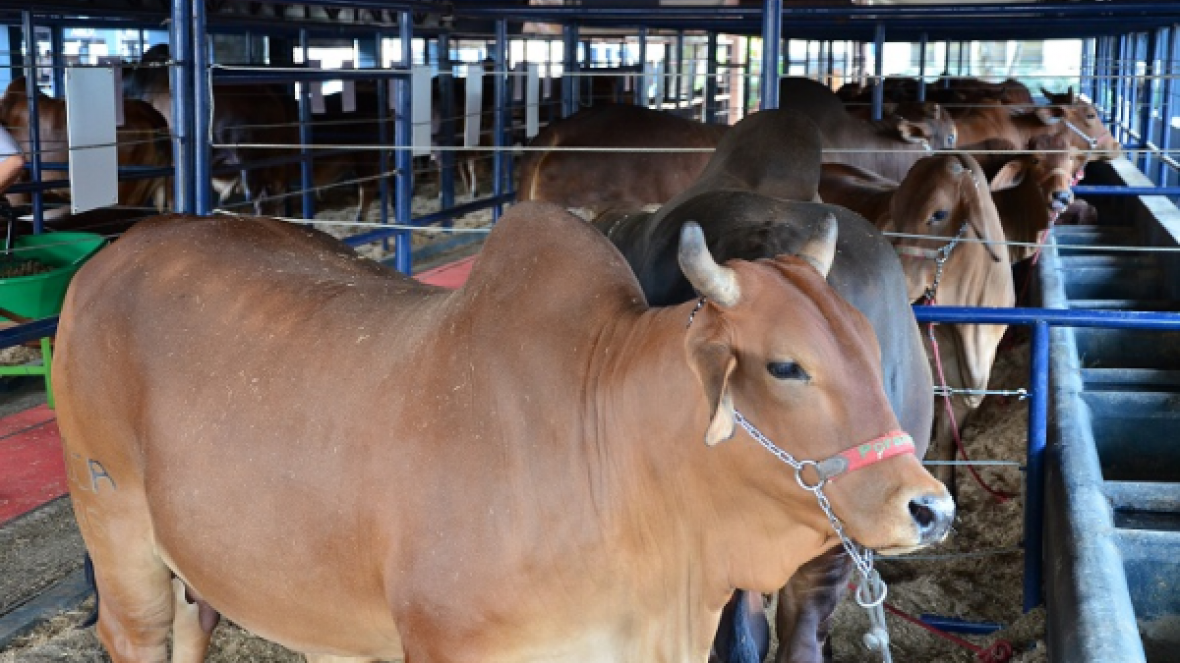 ABCZ divulga programação da ExpoGenética 2015