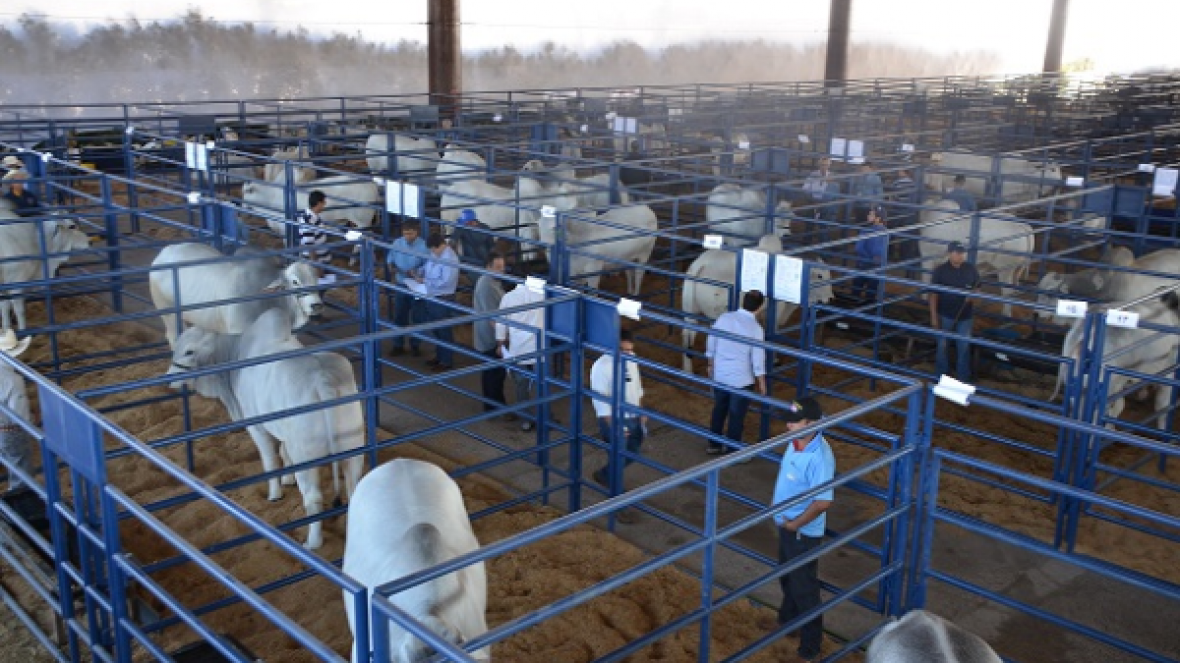 Faturamento dos leilões da ExpoGenética 2015 cresce 56% 