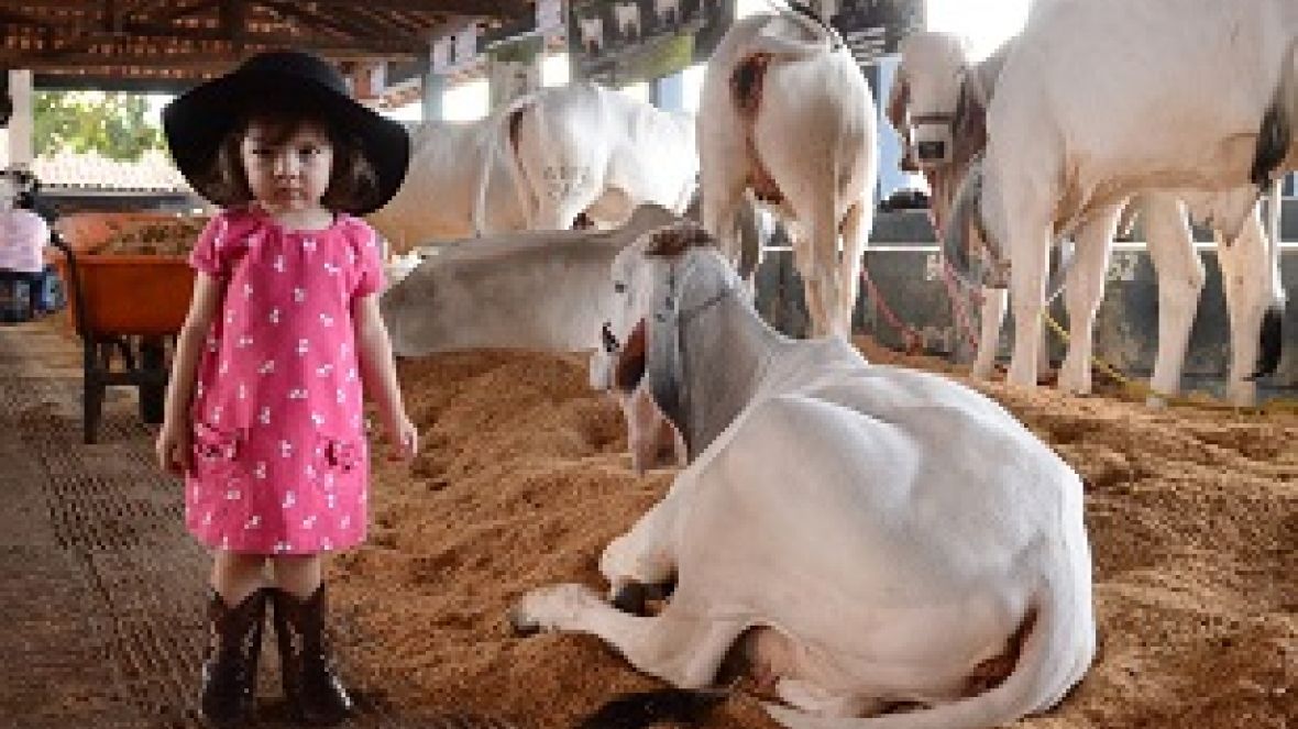 Sem nenhuma ocorrência policial, ExpoZebu já recebeu 105 mil visitantes