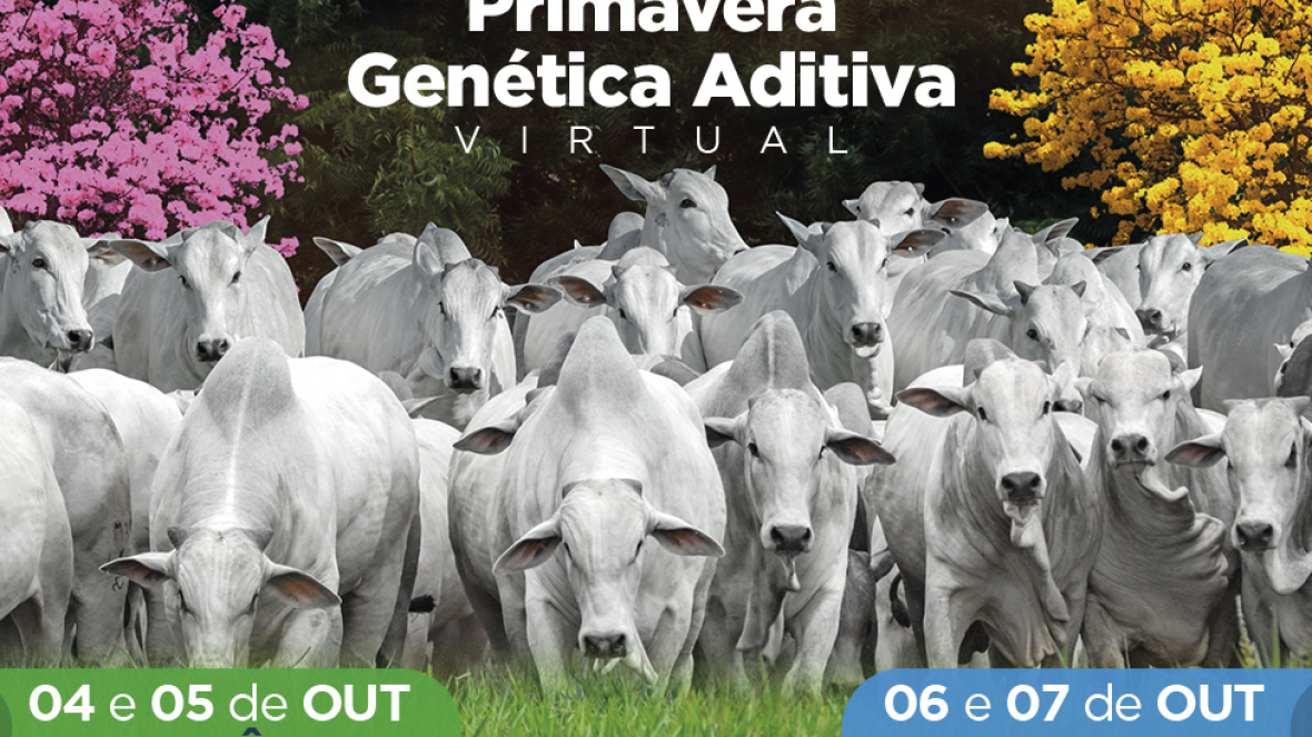 8º Leilão Semana Primavera Genética Aditiva é nesta segunda (4)