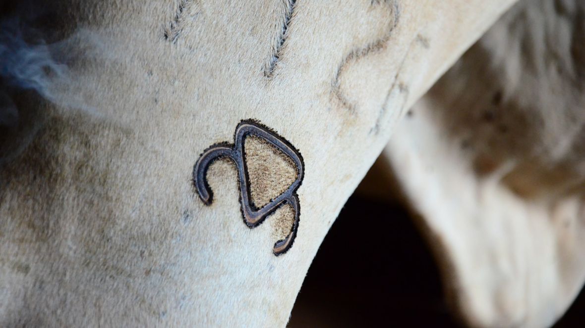 ABCZ publica nova versão do Regulamento do Serviço de Registro Genealógico das Raças Zebuínas