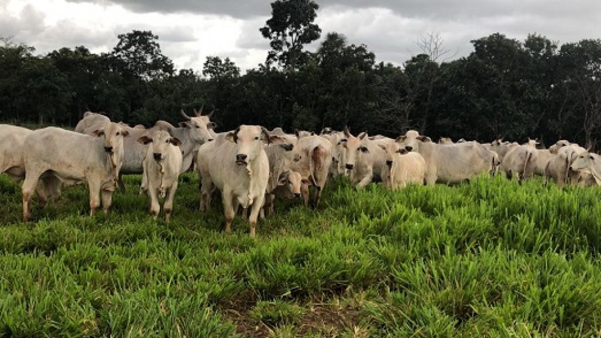 Membros da equipe Técnica e de Fomento da ABCZ visitam Agropontieri
