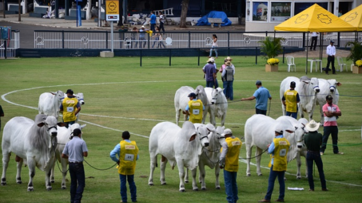 44ª Expoinel premiará os melhores expositores do Ranking por região