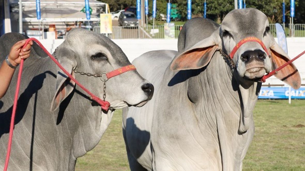 Com crescimento de 25% no número de inscritos, Zebuínos contarão com seis raças na Expointer 2019