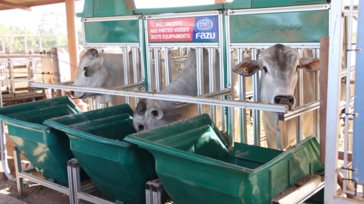 PNAT 2019: animais participantes do TDEA passam por pesagem intermediária