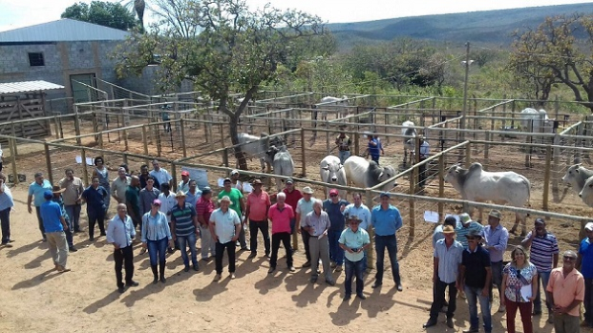 Pequenos produtores de MG aproveitam oferta de touros do Pró-Genética