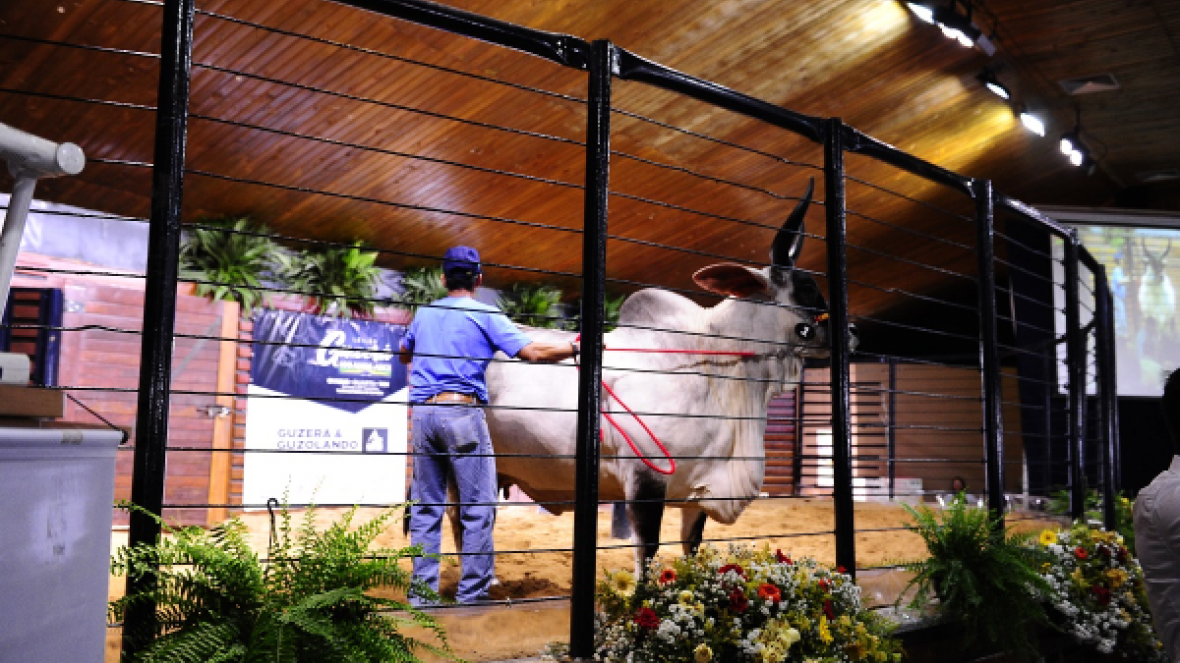 Leilões faturam cerca de R$49 milhões; ainda é aguardado resultado com shoppings de animais