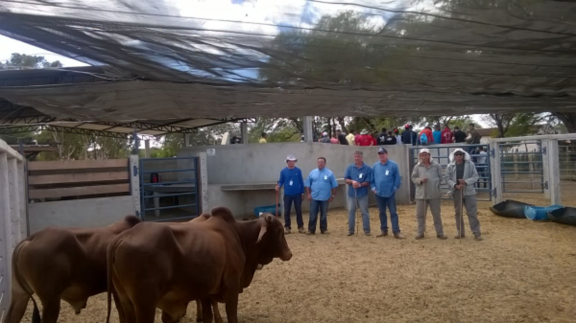 Técnicos da ABCZ fazem nova avaliação de criatório de Sindi da Embrapa Semiárido