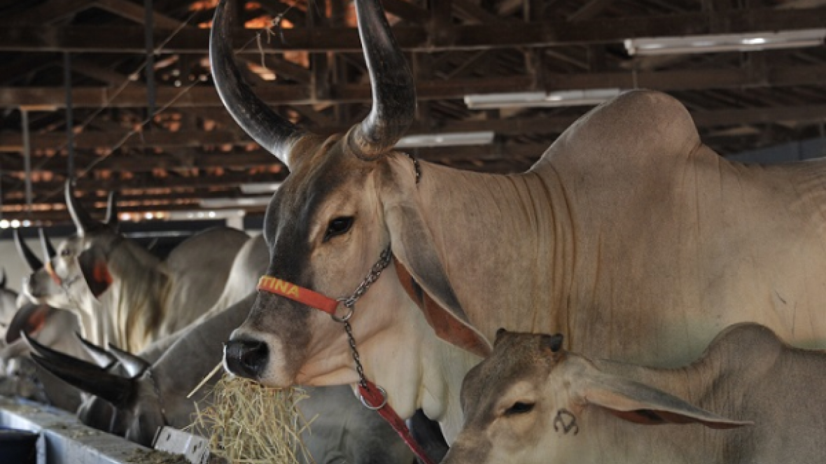 Tem início preparativos para a ExpoZebu 2015
